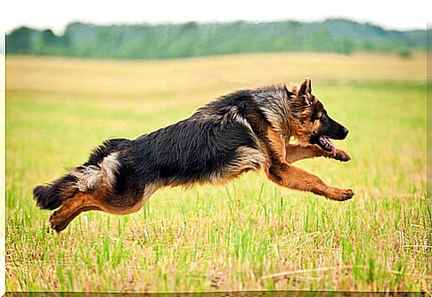 german shepherd