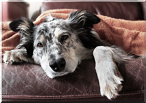 10 tips to combat diarrhea in dogs