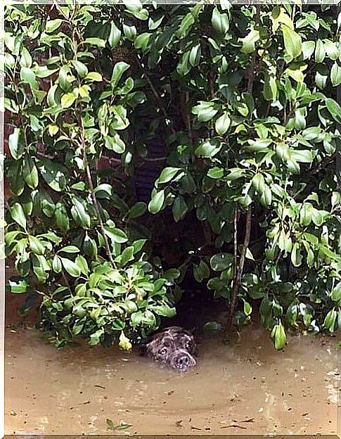 pitbull in water and plants