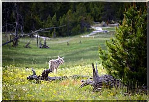 5 animal species at risk of extinction in Yellowstone