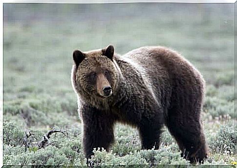 the grizzly bear is the king of yellowstone wildlife park