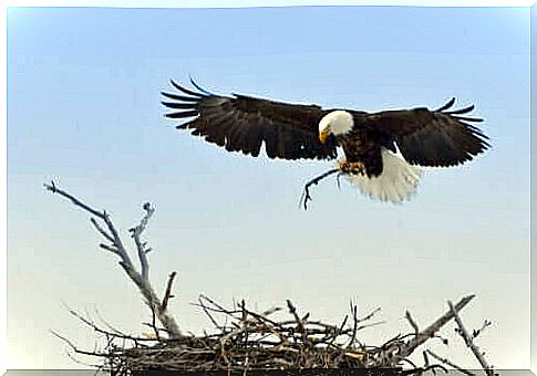 Yellowstone allows the bald eagle to survive