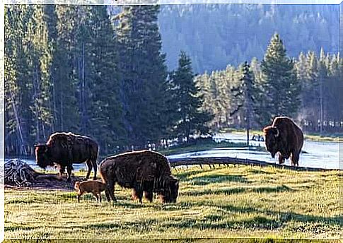 Yellowstone is home to a large number of bison specimens