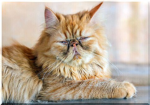 Old reddish Persian cat