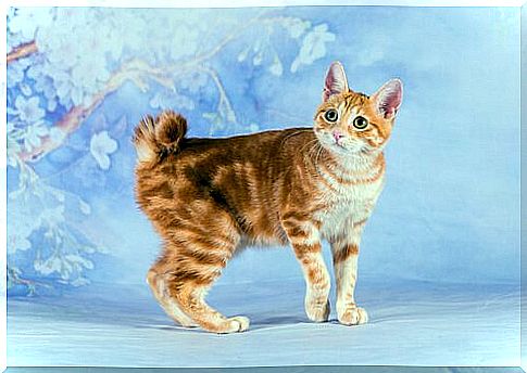 Bobtail cat