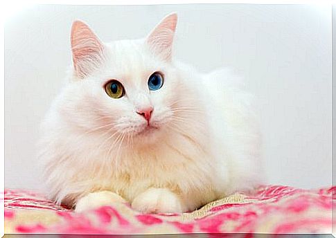 Angora cat is resting in the house