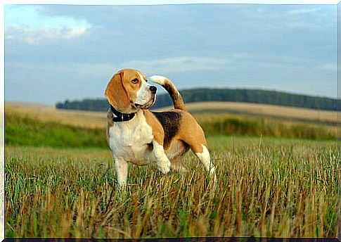 5 breeds of hounds to know