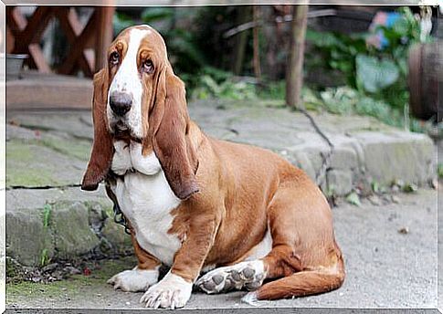 Basset hound sitting in a doghouse