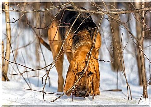 Dog of sant'uberto smells the snowy ground