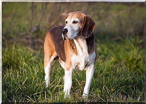 English Foxhound in the meadow