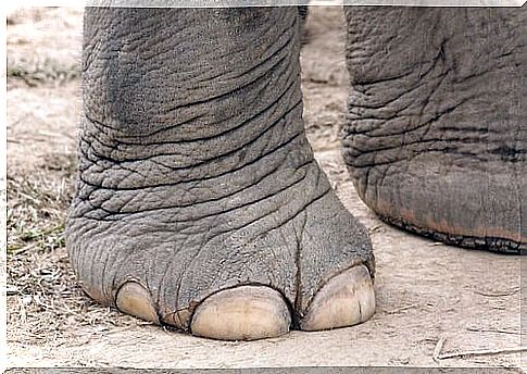 Foot and nails of an elephant