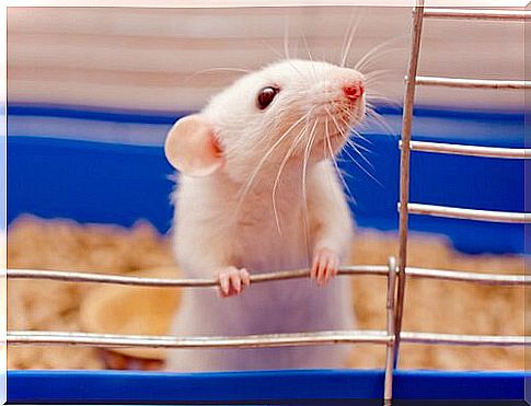 Hamster leaning on the bars of the cage