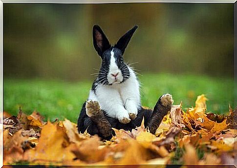 Black and white rabbit sitting on the leaves