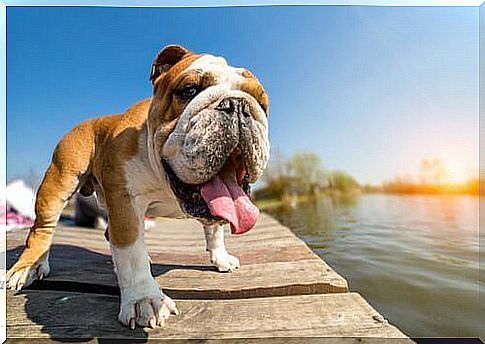 5 dog breeds that suffer from the heat