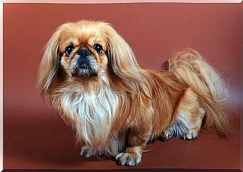 Pekingese dog