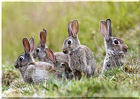 Rabbits in the meadow 