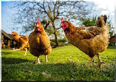 Hens in the meadow 