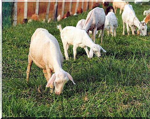 Goats eating grass 