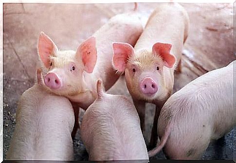 Group of pigs