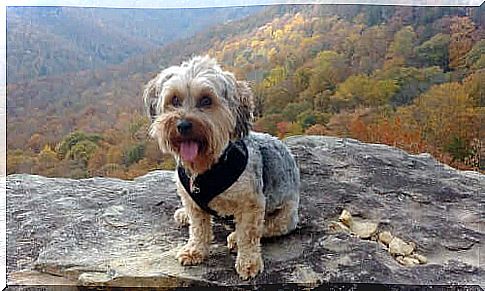 Yorkipoo