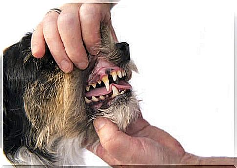 accumulation of tartar causes bad breath in dogs