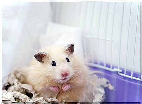 5 species of domestic hamster