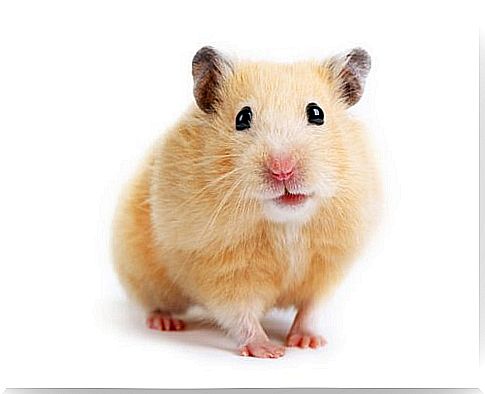 Syrian hamster