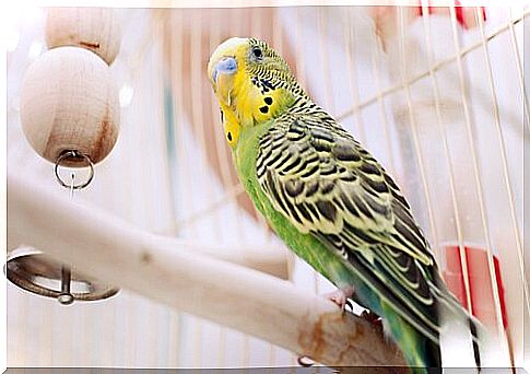 5 typical diseases of caged birds