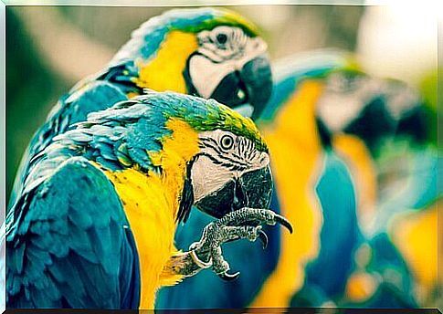 Group of adult parrots of the yellow and blue macaw species