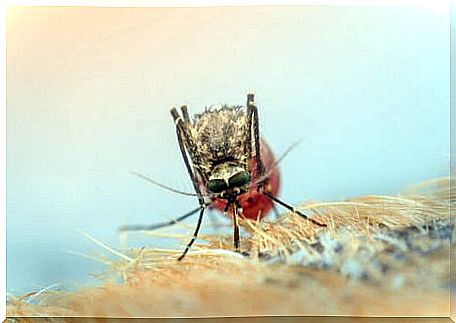 Ectoparasites of birds of prey: mosquito.