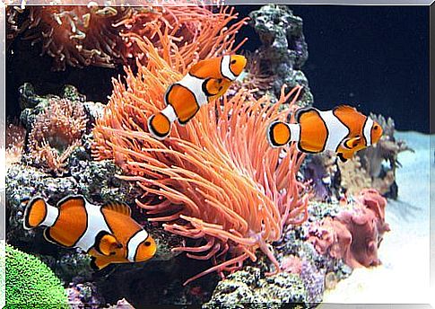 three clownfish are swimming in an aquarium