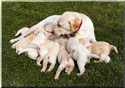 Labrador litter.