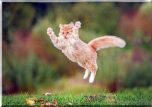 Cat jumping.