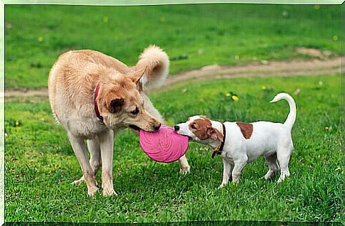 Dogs playing.