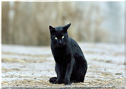 Myths about animals and black cat.