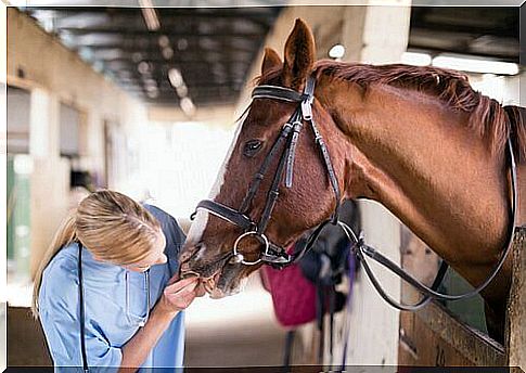 Horse specialist