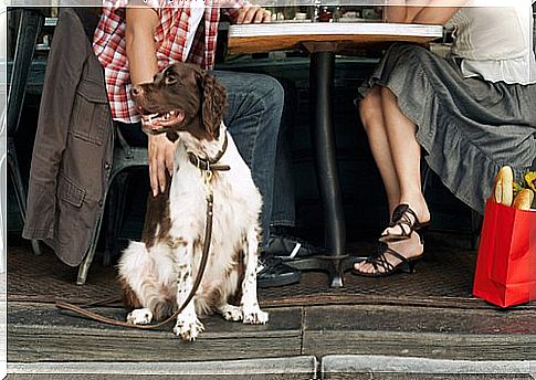 brown and white dog sitting 