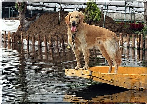 A dog saves her puppies from a flood