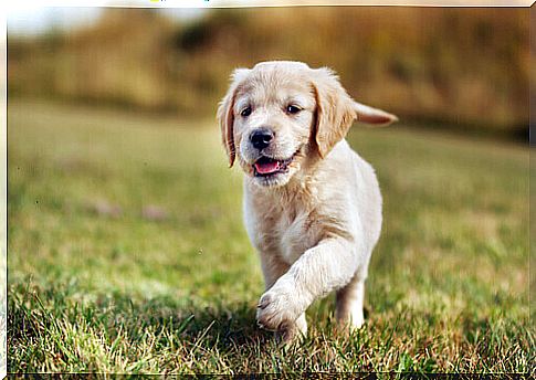 honey-colored puppy