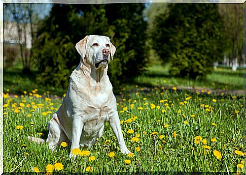 dog on the lawn