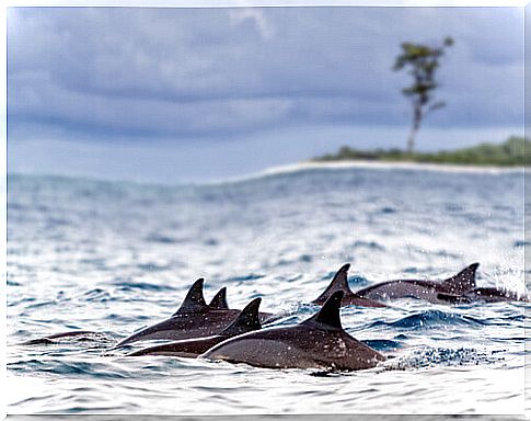 A group of bathers saves the lives of thirty dolphins stranded on the beach