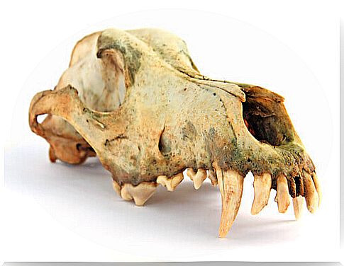 Skull of a prehistoric dog.