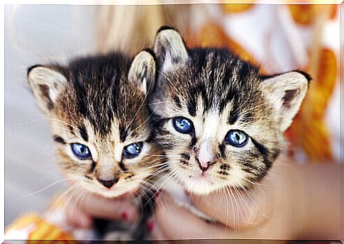 mistress with two striped kittens