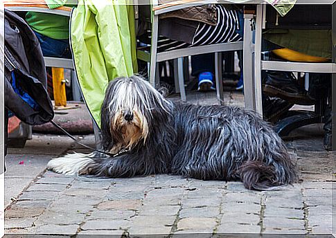 An exclusive restaurant: only for dogs