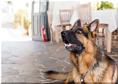 German shepherd dog