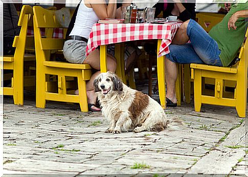 at-the-restaurant-with-the-dog