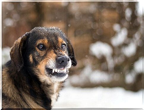 a stray dog ​​grinds its teeth in the snow