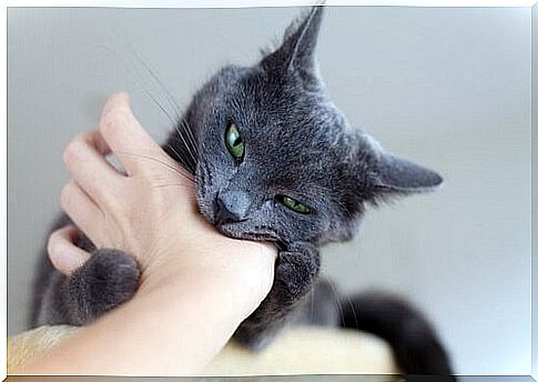 Cat bites master's hand