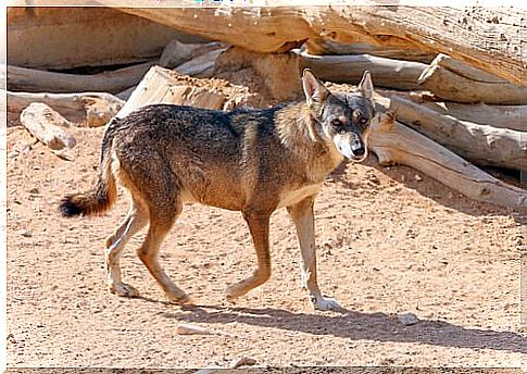 Coyote runs across desert terrain