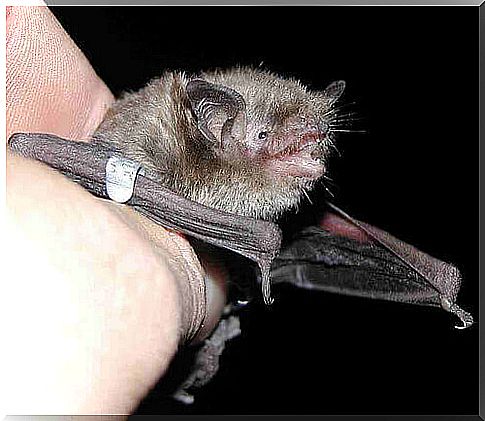 Piccolo pipistrello con la bocca aperta